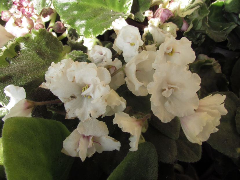 Alan_s White Feather - Violete