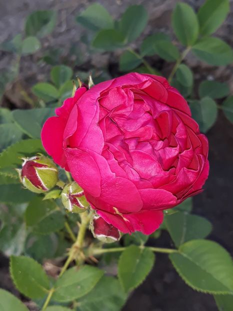 (18)Benjamin Britten - 00Trandafiri 2018