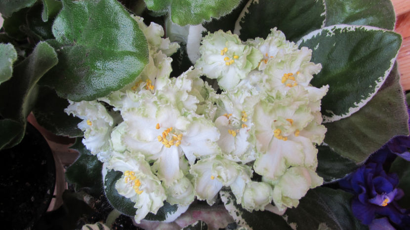 LE-Berillovyi Iney - Violete