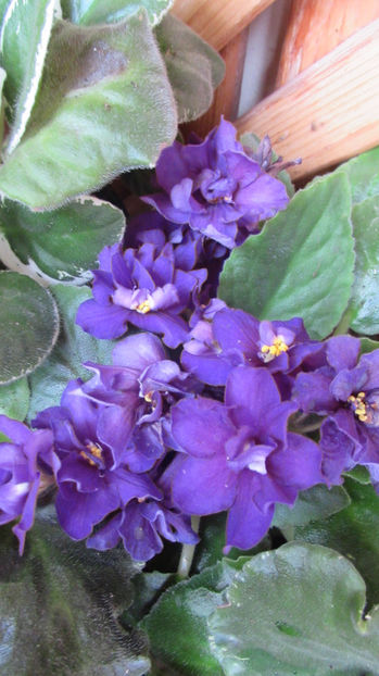  - Violete