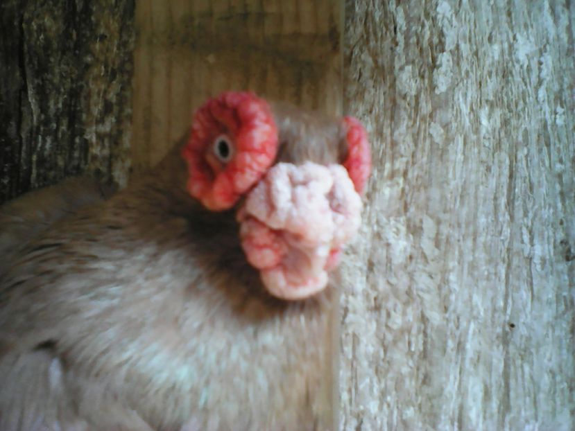  - B E R B E R I  ---    BARBS  PIGEONS