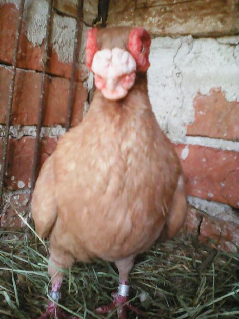  - B E R B E R I  ---    BARBS  PIGEONS