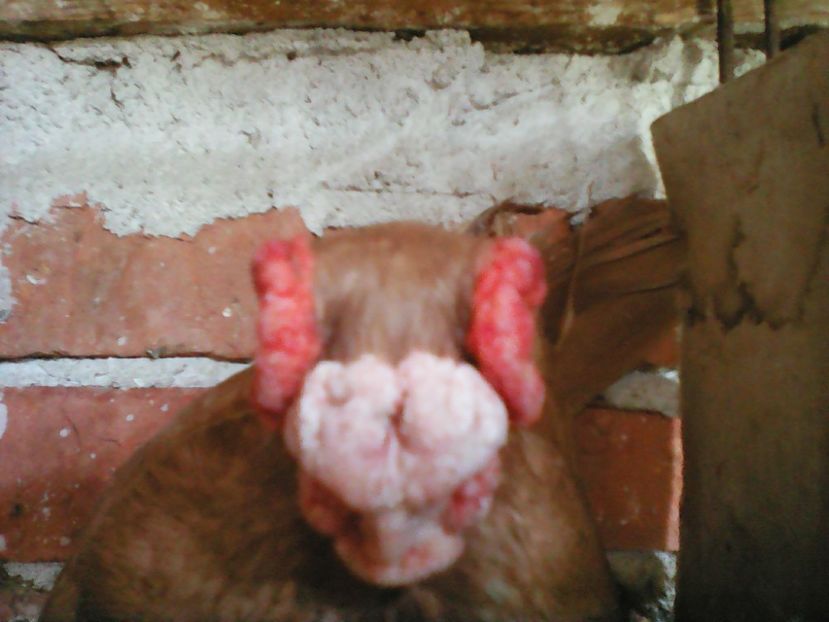  - B E R B E R I  ---    BARBS  PIGEONS