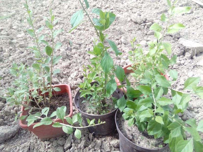 Goji la ghiveci - w Produse livrate