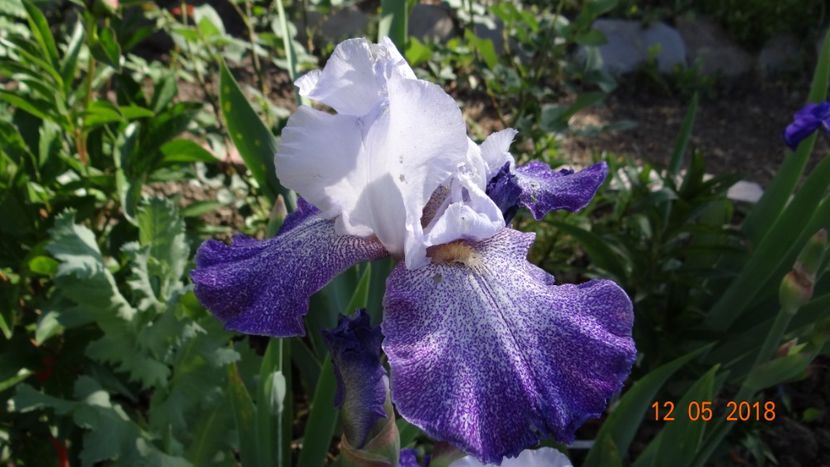 Splashcata - Irisi -partea I-a