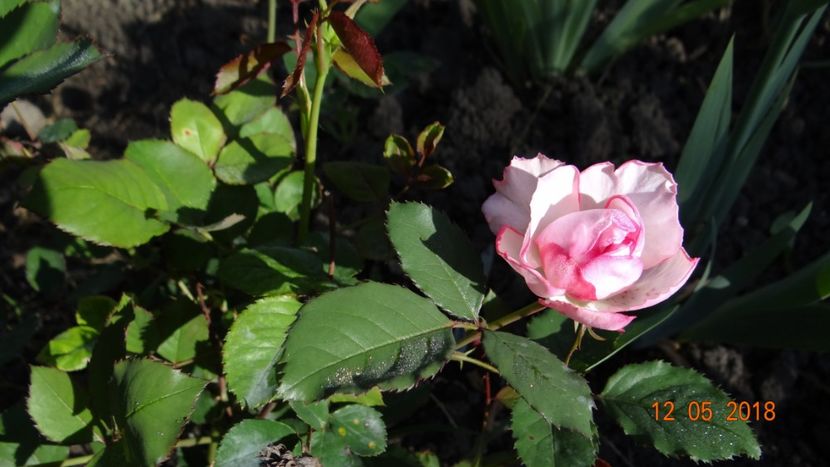  - De-ale lui Florar