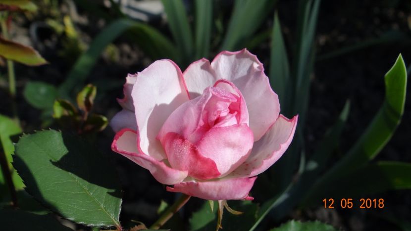 Orsola Spinola - De-ale lui Florar