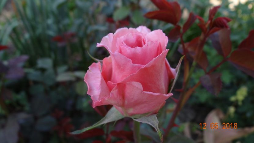 Laurent Cabrol - De-ale lui Florar