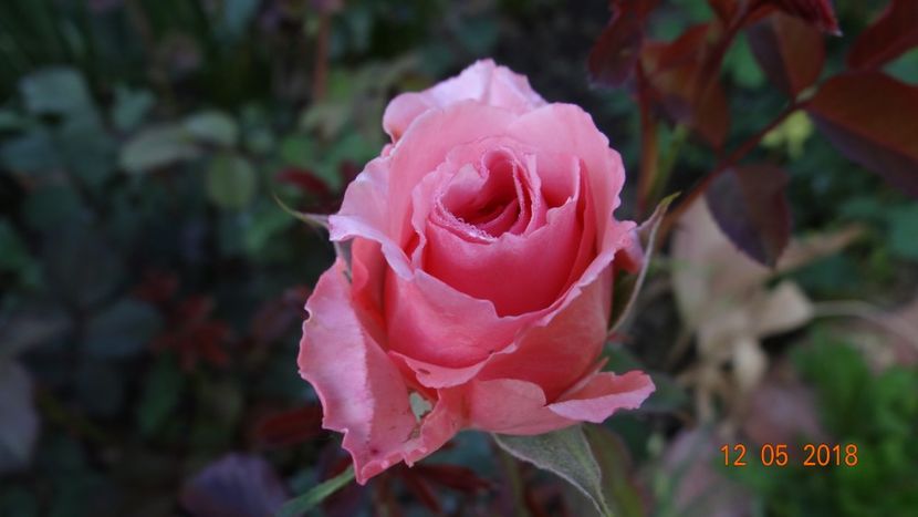  - De-ale lui Florar