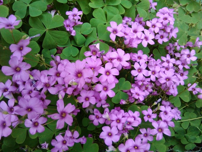 Oxalis articulata---in plin soare - alte flori 1