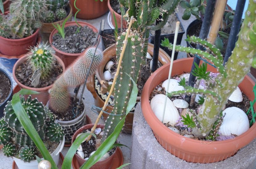  - suculente si cactusi