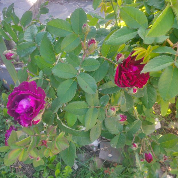 tuscany superb - gradina mai 2018