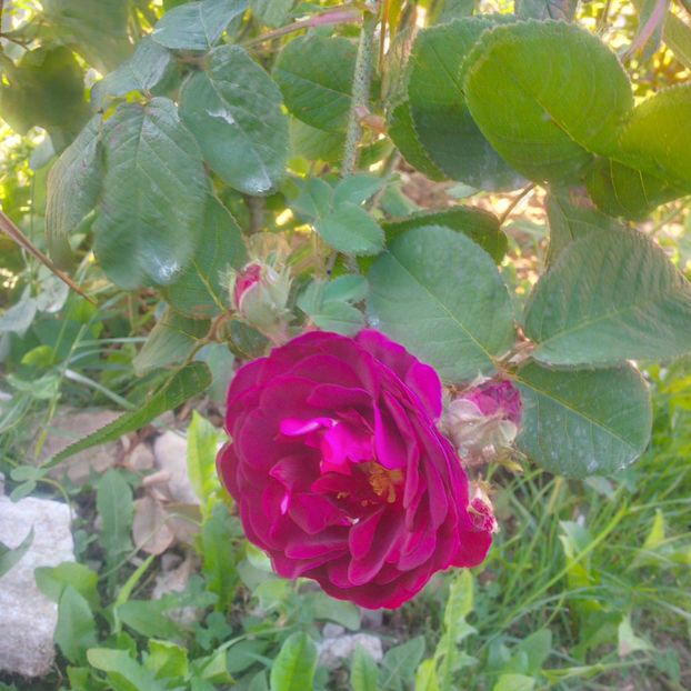 tuscany superb - gradina mai 2018