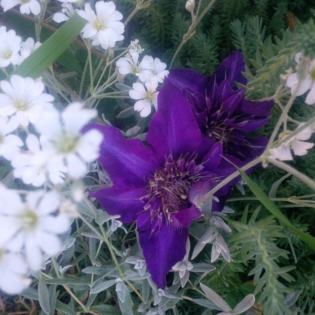 multi blue - gradina mai 2018