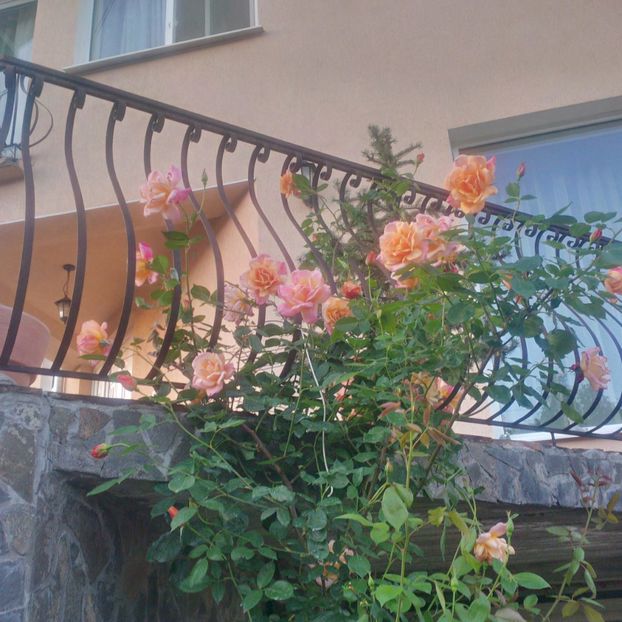 sutter"s gold - gradina mai 2018