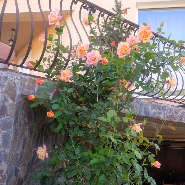 sutter"s gold - gradina mai 2018