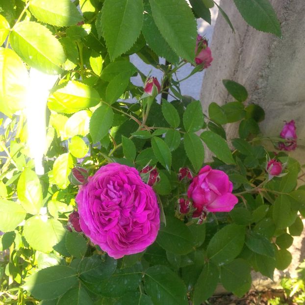 reine de violettes - gradina mai 2018