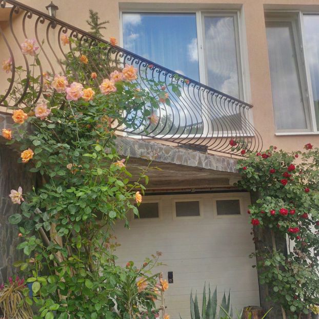 sutter"s gold - gradina mai 2018