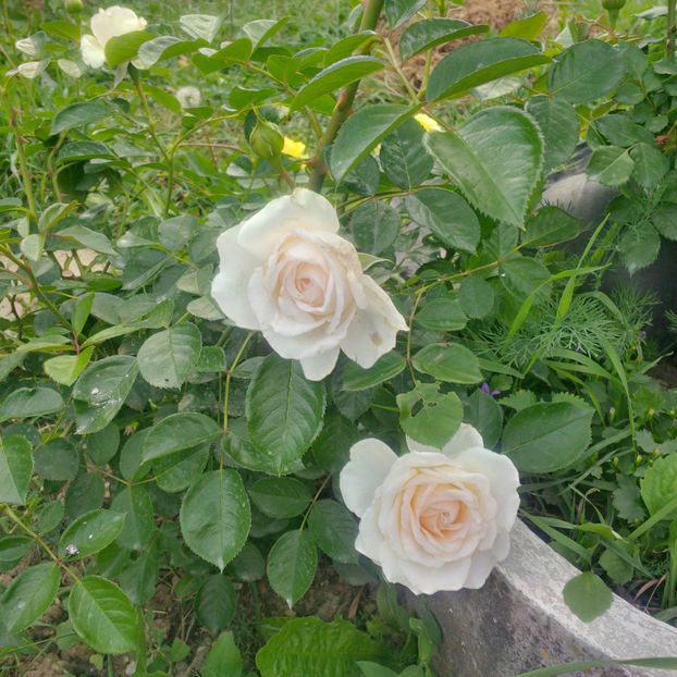 marton aron - gradina mai 2018