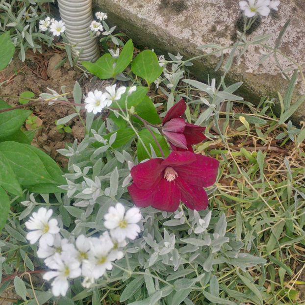 rouge cardinal - gradina mai 2018