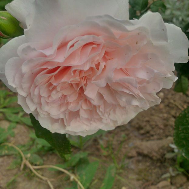 rose de tolbiac - gradina mai 2018