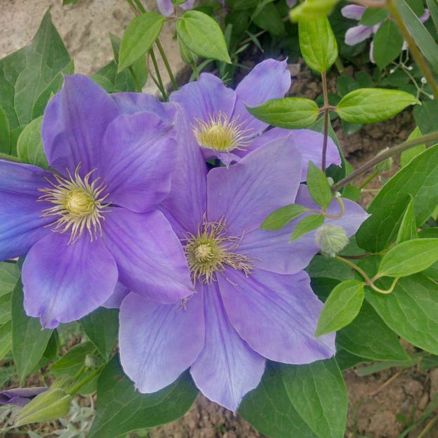 fujimusume - gradina mai 2018