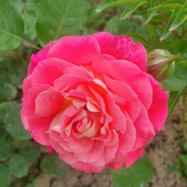 michelle bedrossian - gradina mai 2018