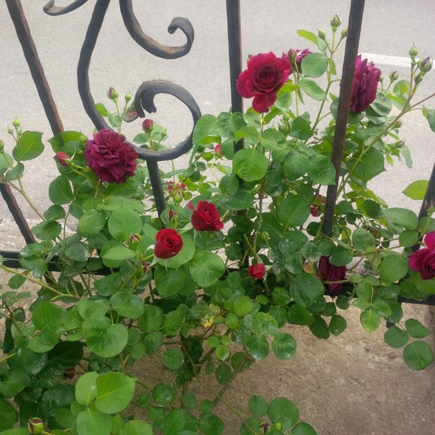 tradescant - gradina mai 2018