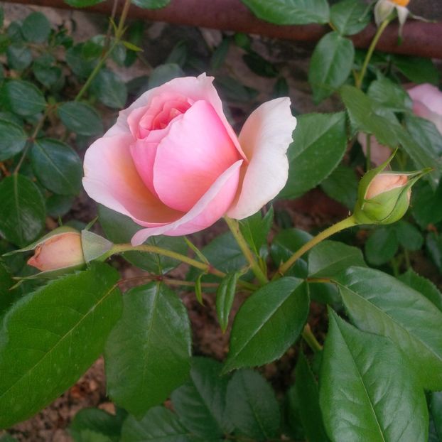 chippendale - gradina mai 2018