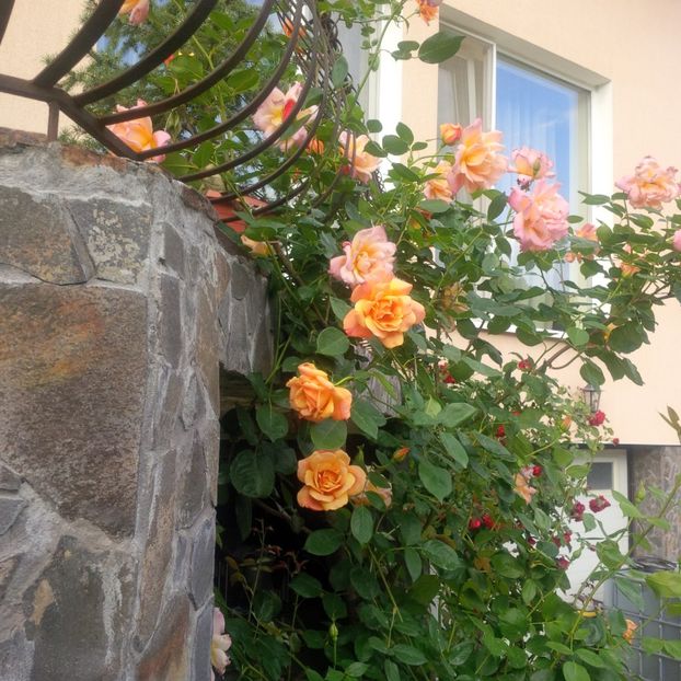 sutter"s gold - gradina mai 2018