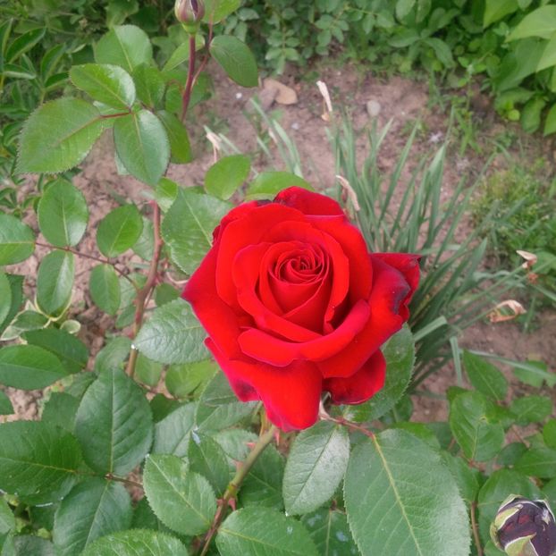 erika pluhar - gradina mai 2018