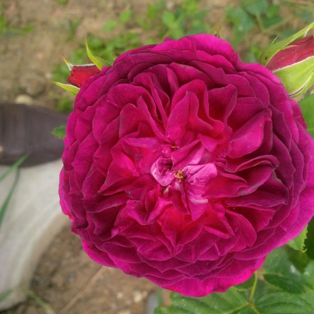 purple lodge - gradina mai 2018