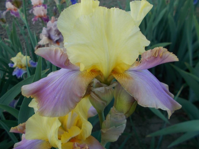 PEGAS - Irisi-2018 Barbata Elatior si Intermedia