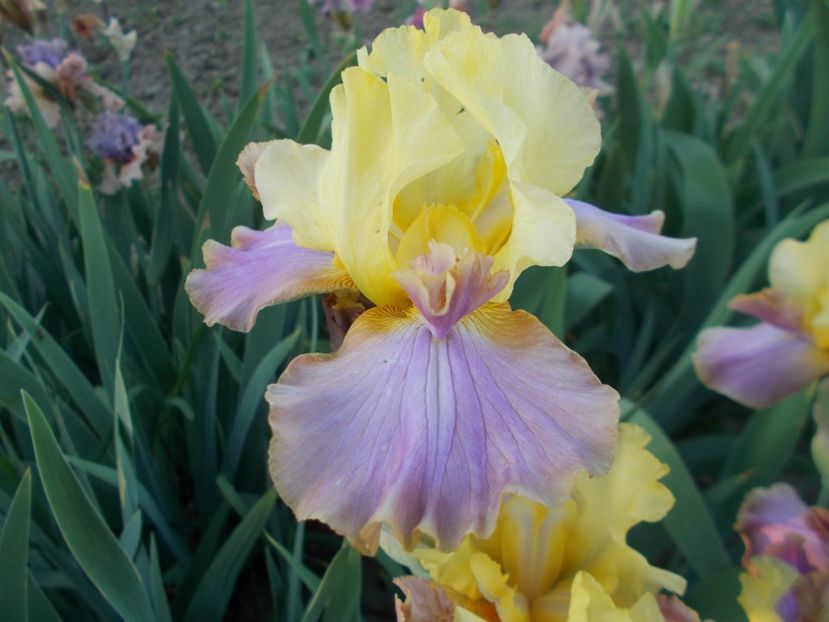  - Irisi-2018 Barbata Elatior si Intermedia