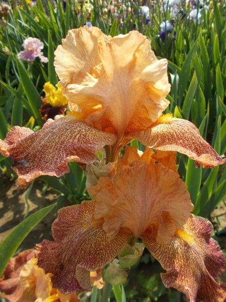 TANZANIAN TANGERINE - Irisi-2018 Barbata Elatior si Intermedia