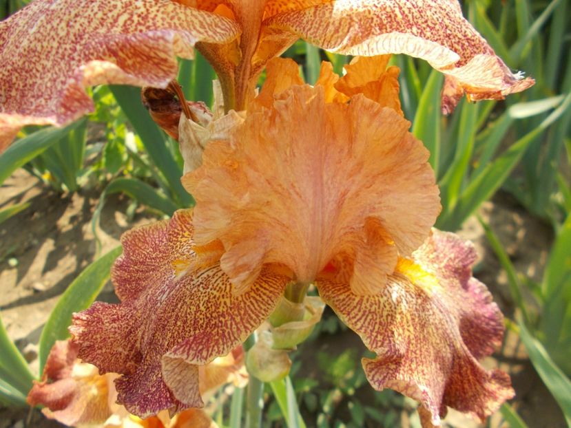  - Irisi-2018 Barbata Elatior si Intermedia