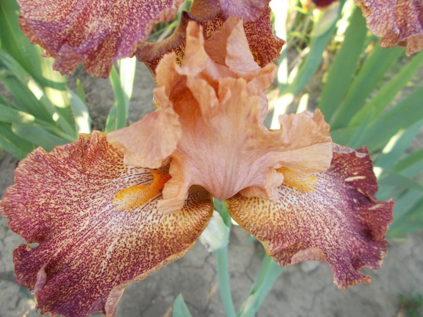  - Irisi-2018 Barbata Elatior si Intermedia