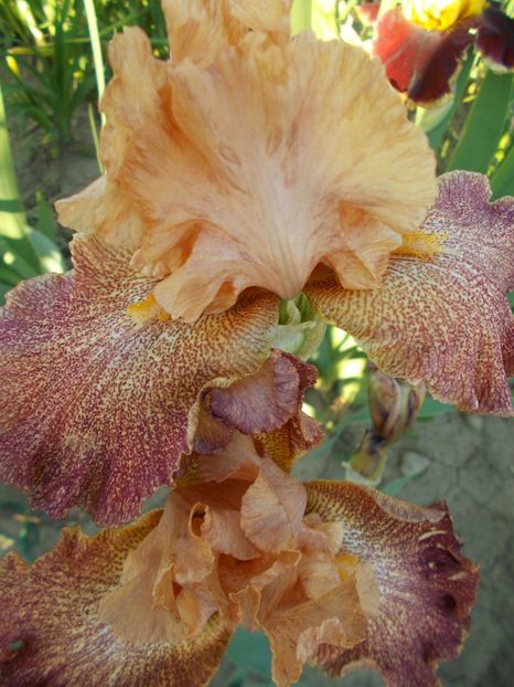  - Irisi-2018 Barbata Elatior si Intermedia