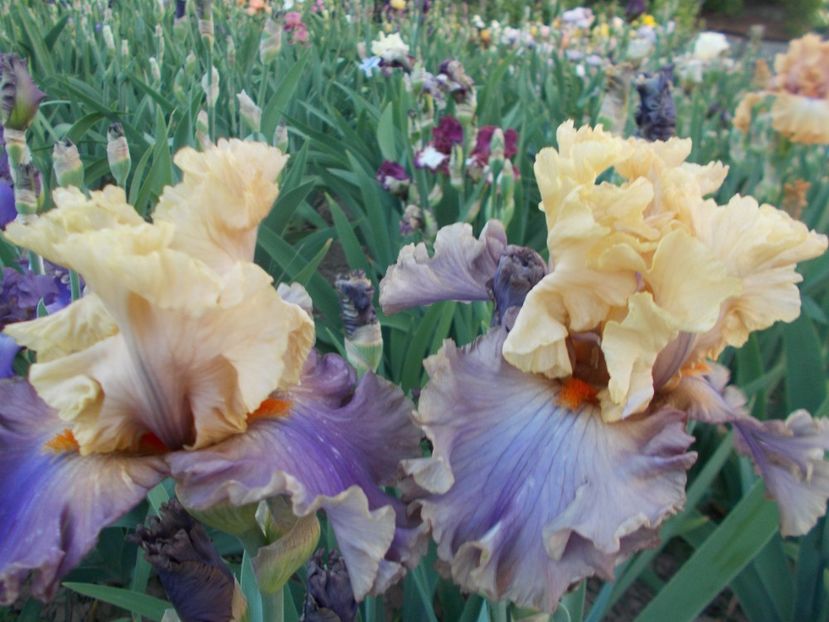 AIR OF MYSTERY - Irisi-2018 Barbata Elatior si Intermedia