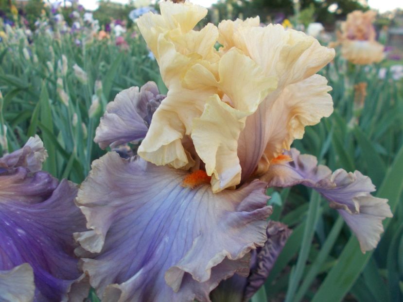  - Irisi-2018 Barbata Elatior si Intermedia