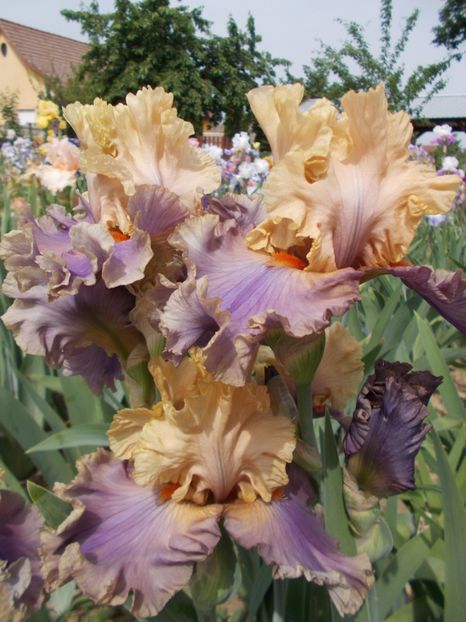  - Irisi-2018 Barbata Elatior si Intermedia