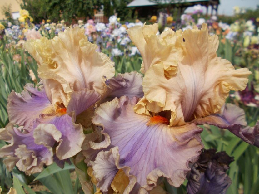  - Irisi-2018 Barbata Elatior si Intermedia