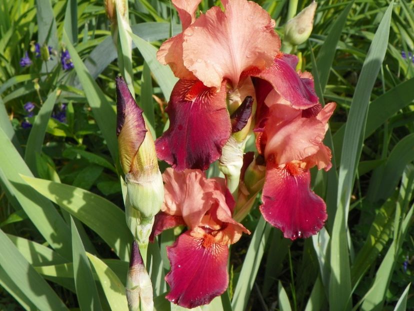 10 mai (14) - Irisi 2018