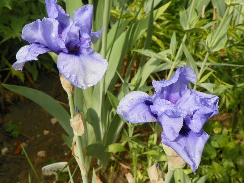 10 mai (15) - Irisi 2018