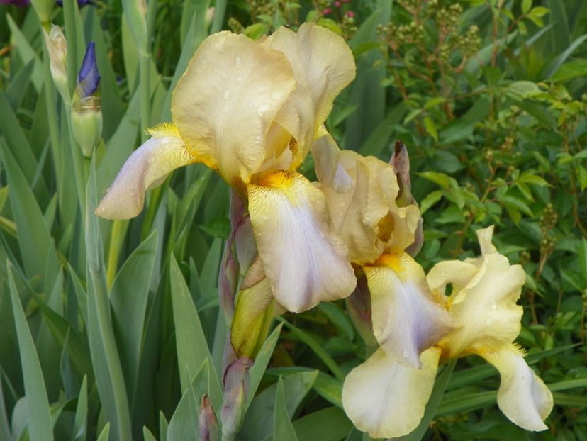 10 mai (33) - Irisi 2018