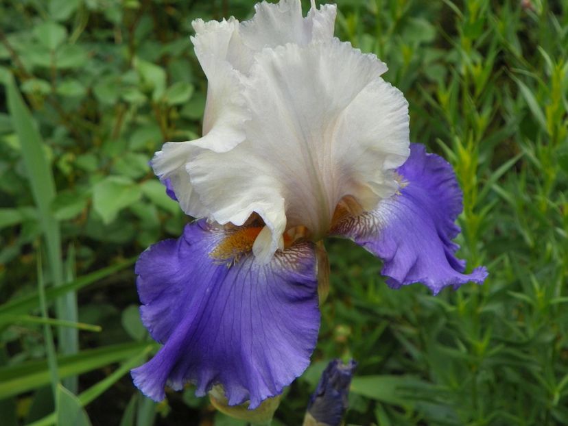 10 mai (48) - Irisi 2018