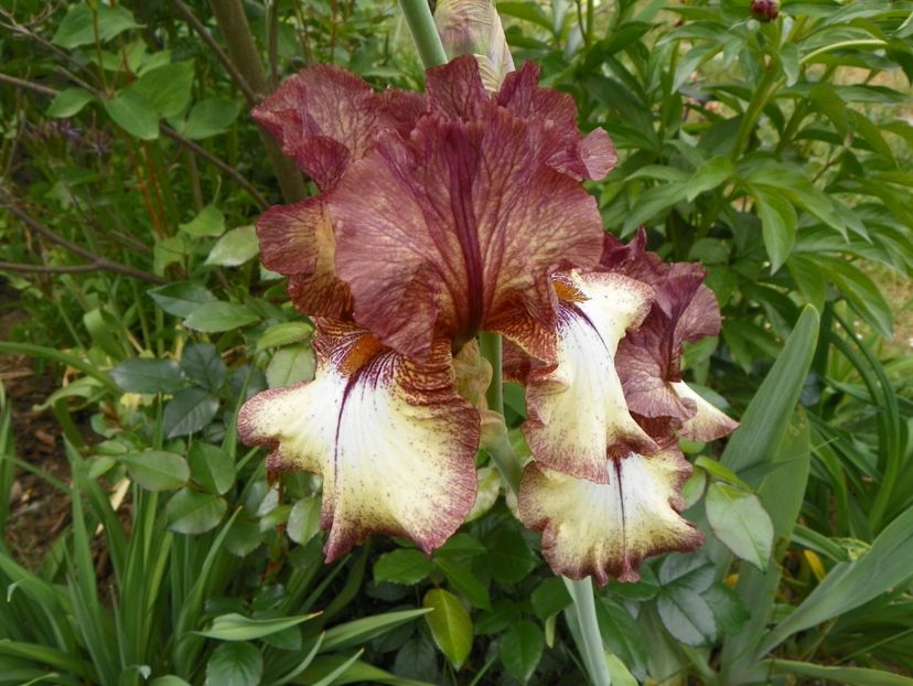 10 mai (76) - Irisi 2018