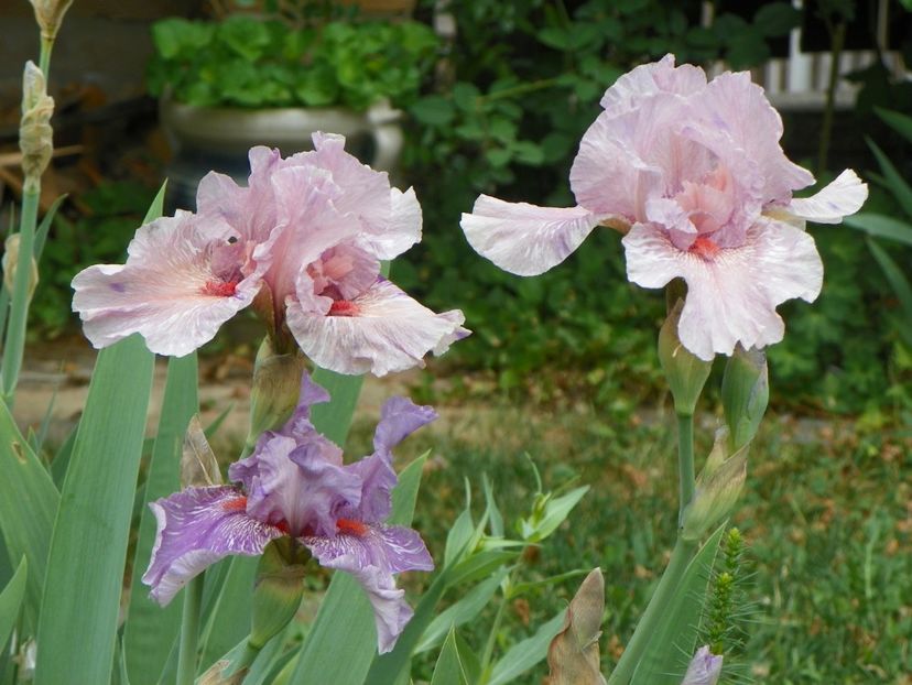 10 mai (78) - Irisi 2018