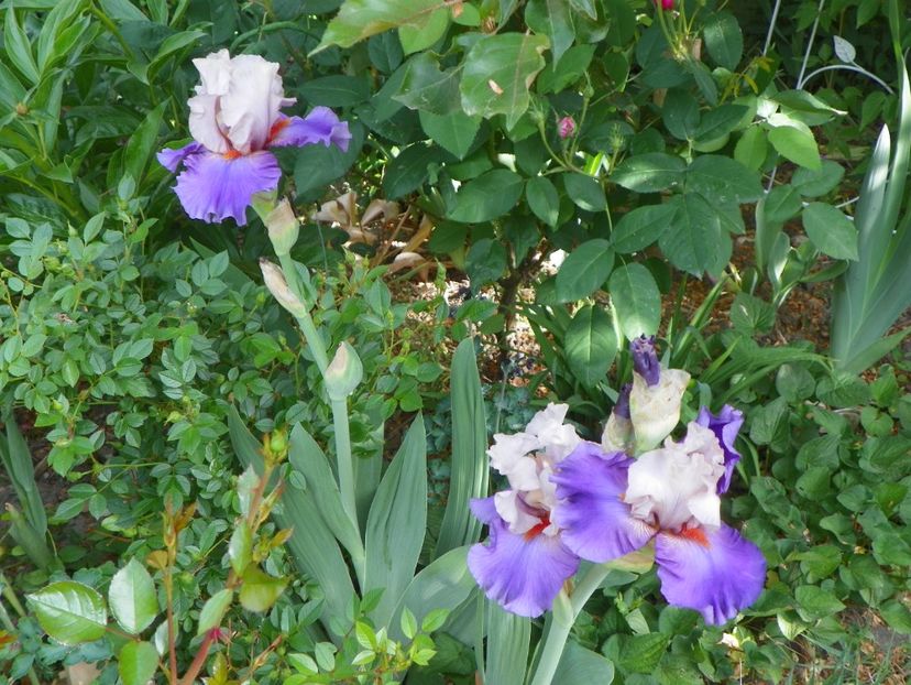 10 mai (124) - Irisi 2018