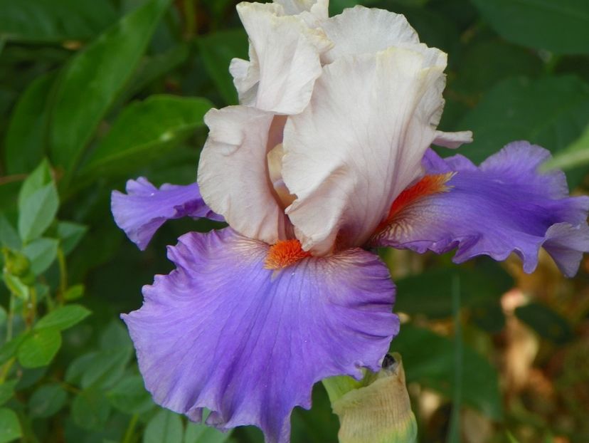 10 mai (125) - Irisi 2018